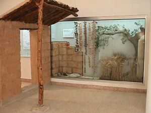 Vitrines in Room 1